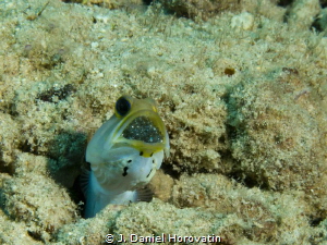 Jawfish with eggs at Front Porch, Bonaire by J. Daniel Horovatin 